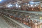 De esta forma, eran conservadas estas aves. Fto: Trujillo en Línea