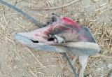 La descarga fue tan fuerte que destruyó su zapatilla. Foto: Trujillo en Línea