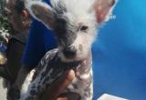 Campaña tenía previsto atender a 60 mascotas, pero llegaron 150. Foto: Cortesía