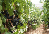 Se invertirá un millón de soles en un proyecto para exportar las uvas de Cascas. (Foto Internet)