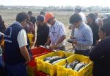 La Gerencia de la Producción incautó 330 kilos de pescado en talla menor a la permitida. (Foto cortesía)
