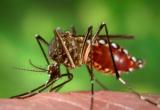 Zancudo aedes aegypti transmite ambas enfermedades. Los contagios se han registrado principalmente en el norte del país. (Foto: Andina)