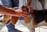 Emprenderán campaña de esterilización para perros, lo que evitará más abandonos. (Foto: Difusión)