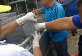 Personal edil colocó más de 150 trampas en el interior de puestos del mercado. (Foto: Difusión)