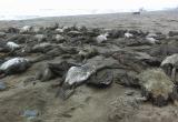 Aves se hallaban a las orillas o flotando en la playa. Foto: Trujillo en Línea
