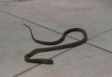 Moradores afirmaron que serpiente por poco y los ataca. Foto: Trujillo en Línea