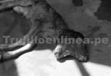 Malformaciones en animales son comunes. Foto: Trujillo en Línea