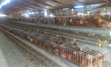 De esta forma, eran conservadas estas aves. Fto: Trujillo en Línea
