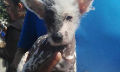 Campaña tenía previsto atender a 60 mascotas, pero llegaron 150. Foto: Cortesía