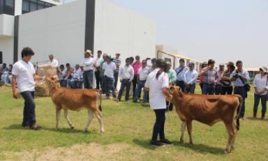 Sembryo ha cumplido su primer año trabajando en la producción in vitro de embriones de bovinos y ovinos.