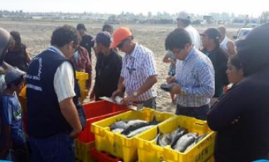 La Gerencia de la Producción incautó 330 kilos de pescado en talla menor a la permitida. (Foto cortesía)
