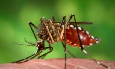 Zancudo aedes aegypti transmite ambas enfermedades. Los contagios se han registrado principalmente en el norte del país. (Foto: Andina)