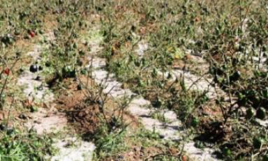 En estas condiciones quedaron 20 has. de tierras sembradas en Huamachuco, tras la caída de lluvias y granizo.(Foto cortesía MPSC)