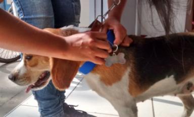 Emprenderán campaña de esterilización para perros, lo que evitará más abandonos. (Foto: Difusión)