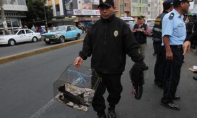 Personal municipal intervino a comerciantes inescrupulosos que maltrataban a los animales para luego venderlos. (Foto: Difusión)