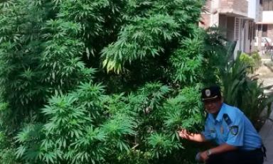 Esta planta de marihuana, de más de 2 metros de altura, fue encontrada en un jardín de la urb. Villa Santa María.