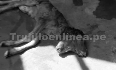Malformaciones en animales son comunes. Foto: Trujillo en Línea