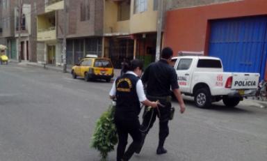 Policía decomisó plantación. Foto: Trujillo en Línea
