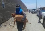 Aunque habrían sido entrenados para peleas clandestinas no se mostraron violentos con sus rescatistas. Foto: Trujillo en Línea
