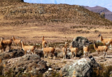 El Santuario Nacional de Calipuy será incluido en el circuito turístico La Ruta Moche. (Foto Internet)