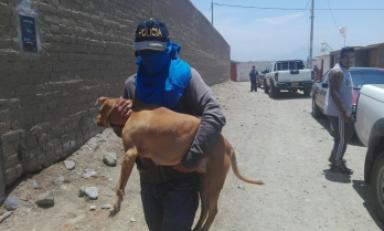 Aunque habrían sido entrenados para peleas clandestinas no se mostraron violentos con sus rescatistas. Foto: Trujillo en Línea