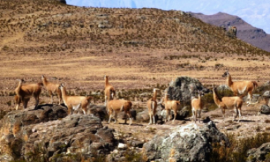 El Santuario Nacional de Calipuy será incluido en el circuito turístico La Ruta Moche. (Foto Internet)
