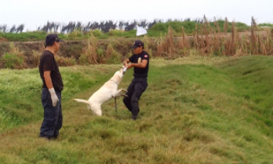 Este es Rex, el engreído de la Policía Antidrogas de Trujillo. Está siendo capacitado para detectar estupefacientes.